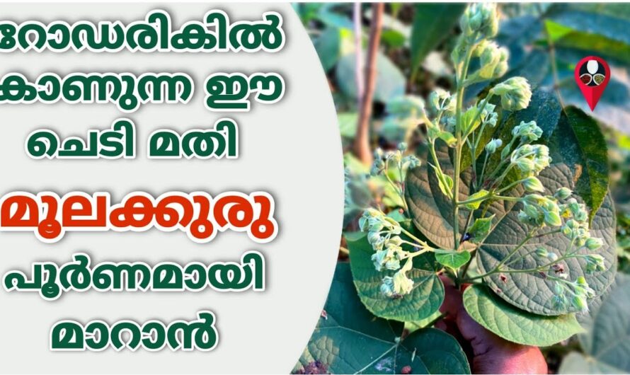 ഈ സസ്യം നിങ്ങളുടെ പറമ്പിൽ ഉണ്ടെങ്കിൽ ക്യാൻസർ വരെ മാറ്റാം, ആരും പറഞ്ഞു തരാത്ത ഒരു രഹസ്യം…