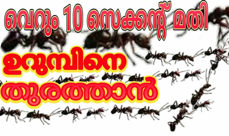 സെക്കൻഡുകൾ കൊണ്ട് ഉറുമ്പുകൾ പമ്പകടക്കും, ഒരു മാന്ത്രിക ലിക്വിഡ്…