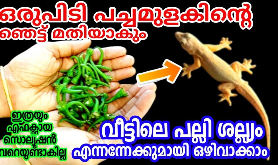 പല്ലികളെ തുരത്താൻ ഇതിലും എളുപ്പം വഴി വേറെയില്ല, ഒരു മാജിക്കൽ ലിക്വിഡ്…