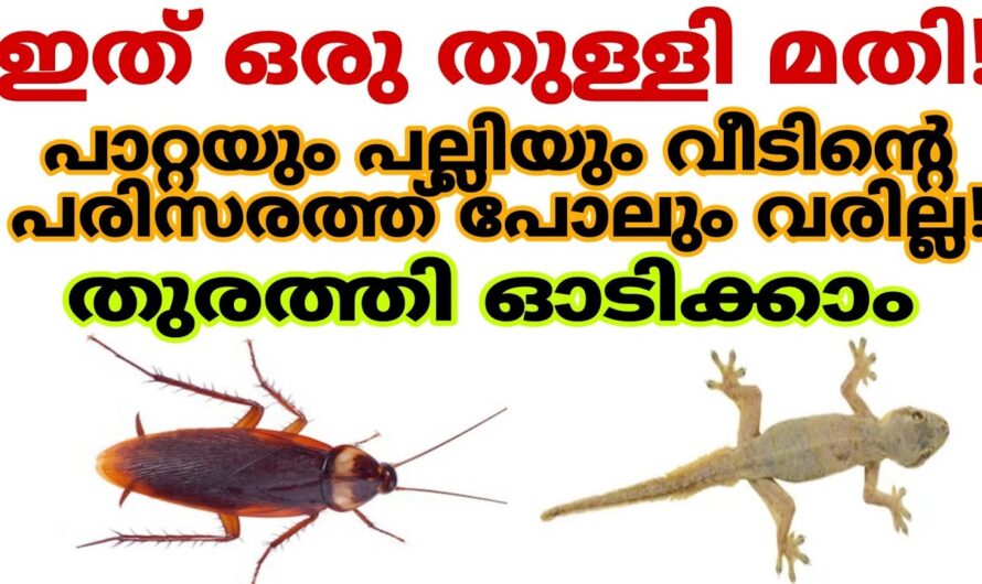 ഈയൊരു സൂത്രം ഉപയോഗിച്ചാൽ പല്ലികളും പാറ്റകളും പമ്പ കടക്കും, ആരും പറഞ്ഞു തരാത്ത ഒരു അടിപൊളി സൂത്രം…