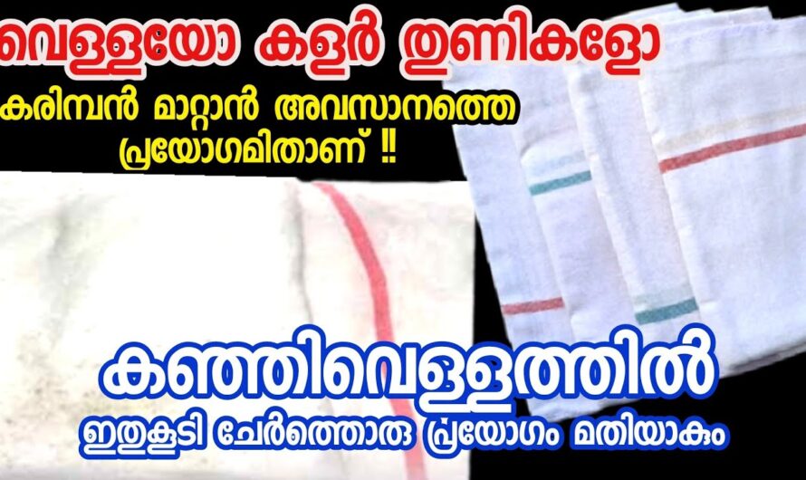 കരിമ്പൻ കുത്തിയ വസ്ത്രങ്ങൾ എങ്ങനെ തൂവെള്ളയാക്കി മാറ്റാം, ഉരച്ചു കഴുകി ബുദ്ധിമുട്ടേണ്ട…