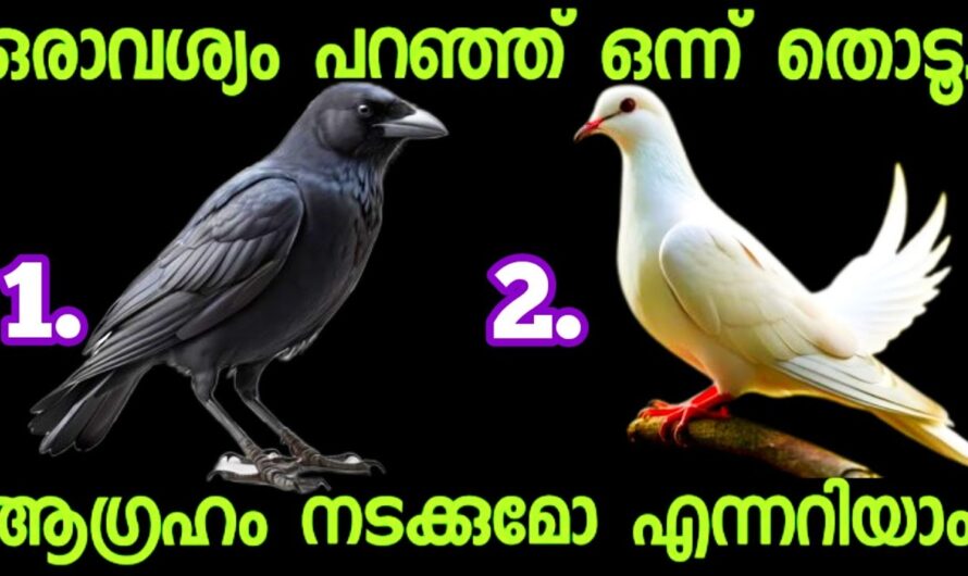 നിങ്ങളുടെ ആഗ്രഹം നടക്കുമോ ഇല്ലയോ എന്ന് അറിയുന്നതിന് രണ്ടിൽ നിന്നും ഒന്ന് തിരഞ്ഞെടുക്കു…