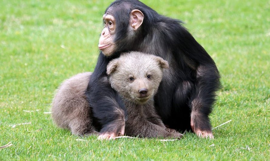 Unbreakable Bonds: Orphaned Bear Cub Finds Comfort and Friendship with Chimpanzees in Adorable Photos!